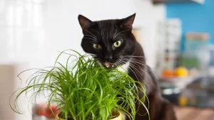 Why Do Cats Eat Grass