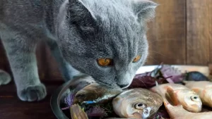 Why Does Cats Breath Smell Like Fish