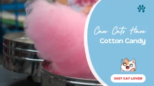Can Cats Have Cotton Candy