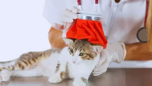Cat Flu: Symptoms, Treatment, And Prevention