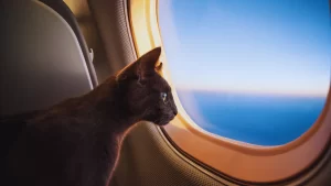 How To Take Your Cat On A Plane