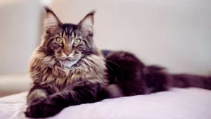 best-maine-coon-cat-breeders-in-alabama